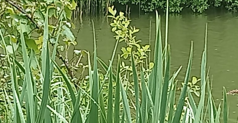 Marshalls Mere (Previously Willows)